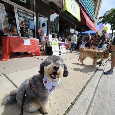 dog shopping at a local small business.