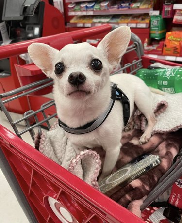 dog inside a Target shopping cart.