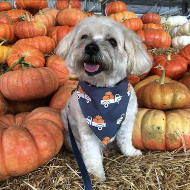 Morkie dog wearing a bandana with tractors carrying pumpkins and surrounded by little pumpkins.