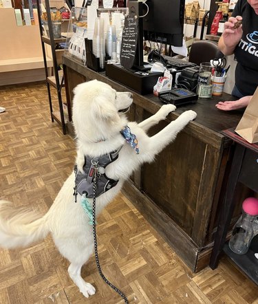 dog at the checkout counter inside a store.