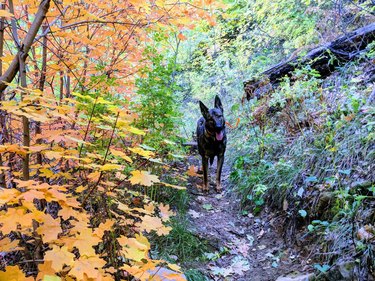 Dog pauses on trail next to fall foliage