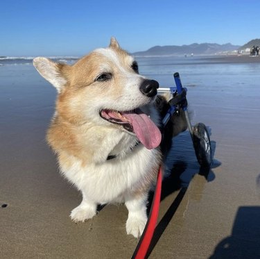 dog with his wheels at the beach.