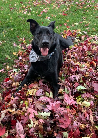 Dog lays in pile of red leaves