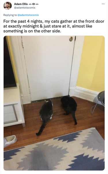 Twitter post with two cats looking under a front door at midnight for four nights in a row.