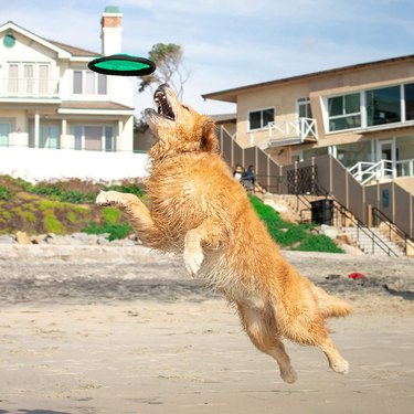 Golden retriever on a beach jumping in the air to catch a green fabric-wrapped frisbee.