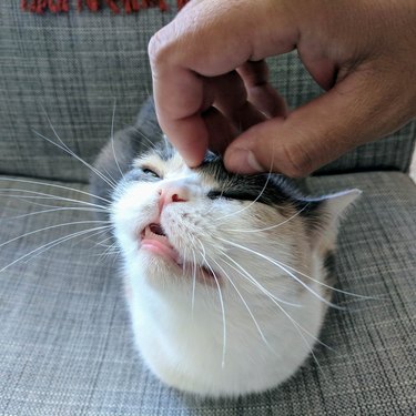 Cat looking blissful as it receives head scratches