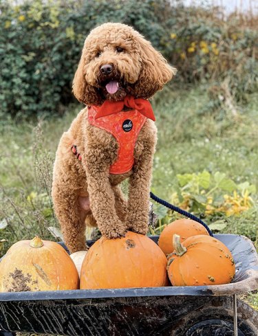 Happy brown cavapoo in a red harness on top of pumpkins in a wheelbarrow