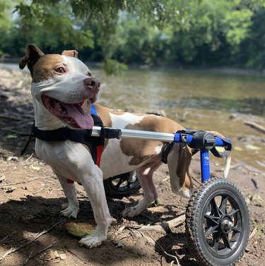 dog at the lake with his little wheels.