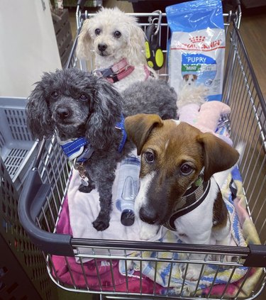 three dogs inside a shopping cart.