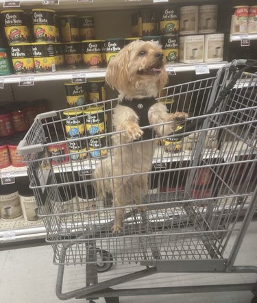 dog inside a shopping cart.