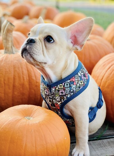 Frenchie dog in a colorful harness looking up and surrounded by pumpkins