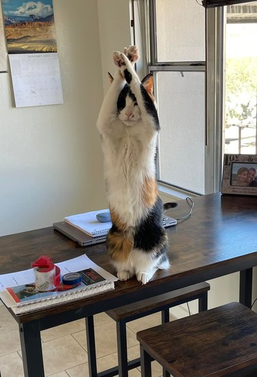 cat belly dancing on a tabletop.
