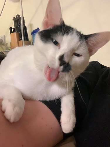 white cat sticks tongue out