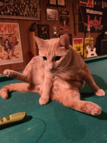 cat on top of a pool table with his legs in a break dancing pose.
