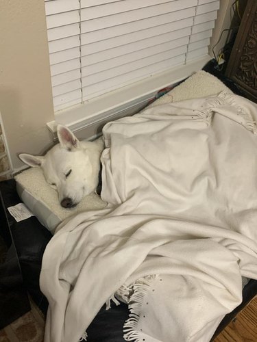 A white dog sleeping on a white bed with a white blanket on top of them.