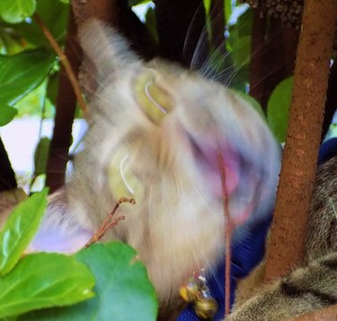 blurry photo of cat screaming