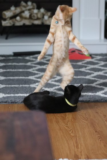 orange cat dances for black cat.