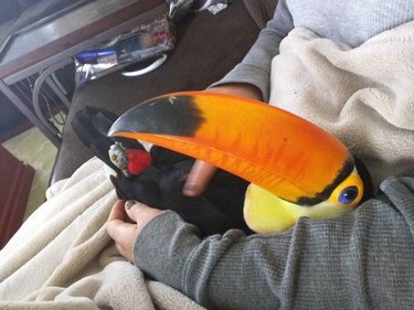A toucan lying in a person's arms and looking up at them adoringly.