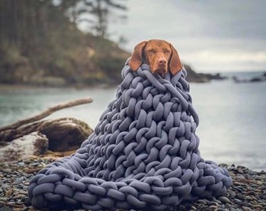 A brown dog wrapped in a chunky knit grey blanket beside a lake.