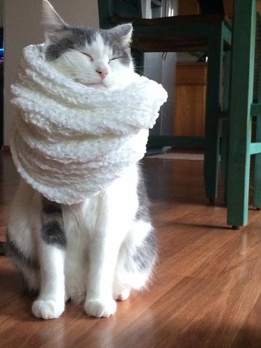 A white and grey cat wearing a white scarf and looking pleased.