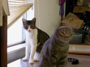 cat phase shifts back into this dimension while other cat looks on