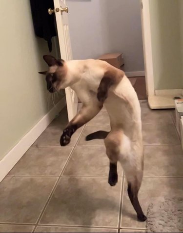cat dancing like they are at a ska show.