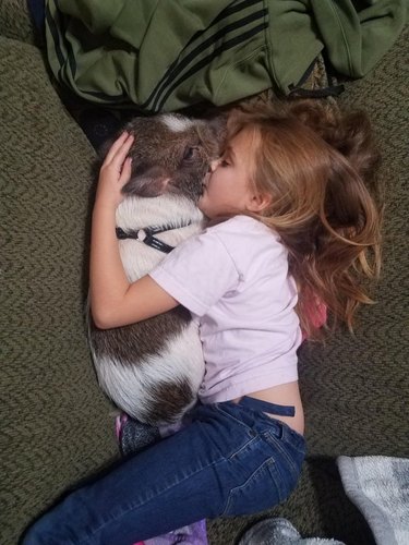 A little girl cuddling and kissing a pig while lying on a bed.