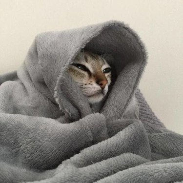 A tabby cat wrapped in a grey towel
