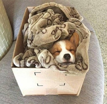 A corgi puppy asleep in a box and bundled up in a brown blanket.