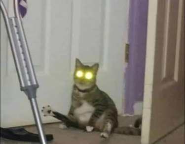 cat with lazer eyes