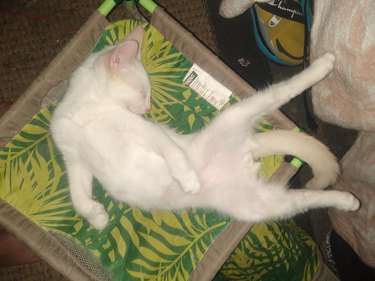 White cat is sleeping and does River dance move.