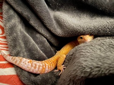 A yellow leopard gecko peeks out of a fuzzy grey blanket.
