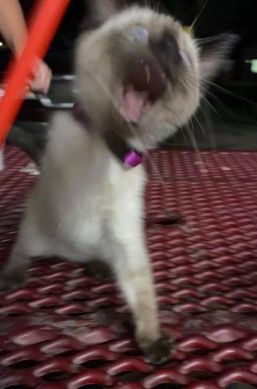 cat screaming is a big mood