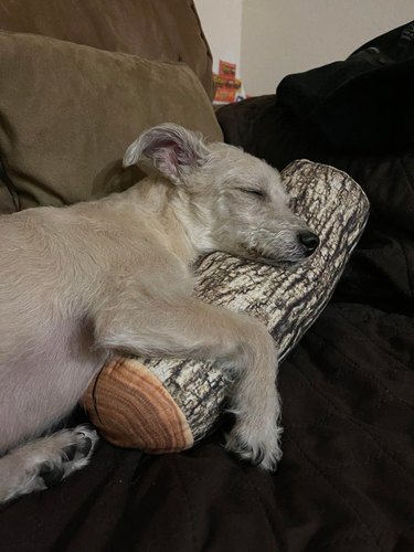 A small dog sleeping on a couch and snuggling a pillow that looks like a log.