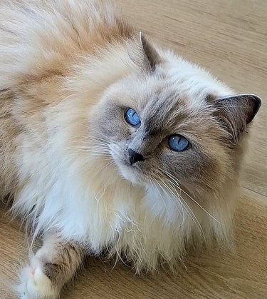 a fluffy cat lying on the floor.