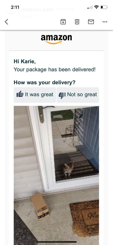 cat looks out door at delivery person.