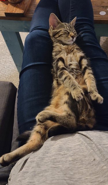 cat posed like a flapper while sleeping on their human's lap.