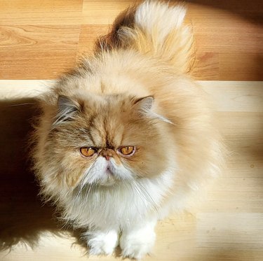 a fluffy orange and white cat looking extra grumpy.