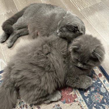 one gray cat cuddled up to a fluffier gray cat.
