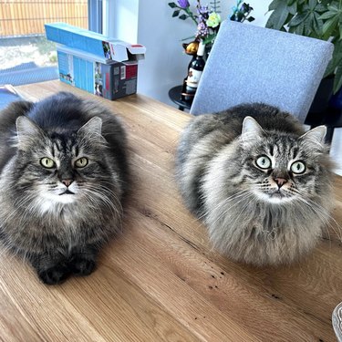 two fluffy gray cats sitting next to each other on a table.