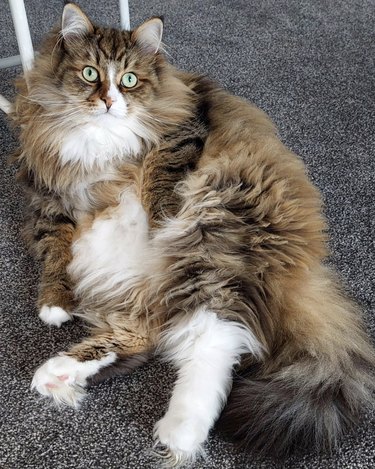 a photo of a super fluffy cat leaning against a stool.