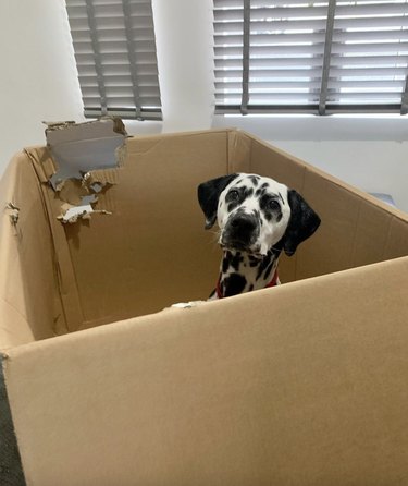 A dalmation sitting in a large cardboard box that has been chewed.