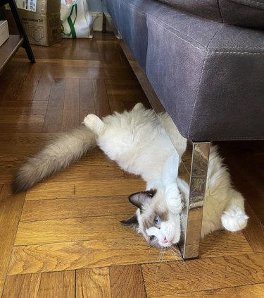 a cat with a perfectly fluffy tail lying by a couch leg.