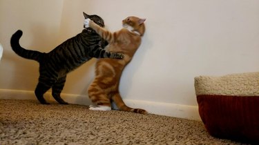 cats look like they are slow dancing.