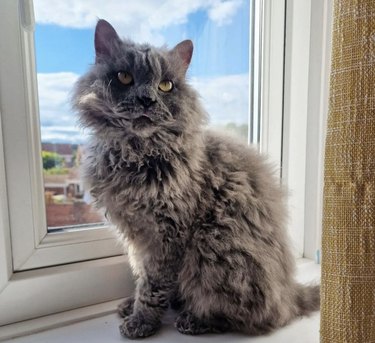 a photo of an amber eyed fluffy cat sitting by a window.