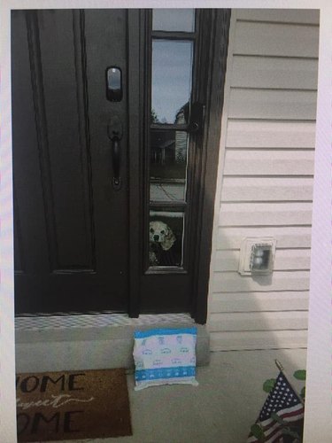 dog looks out window at delivery person.