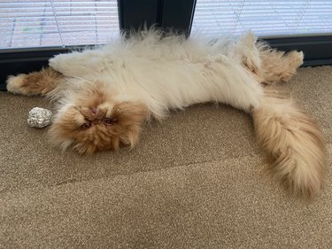 a fluffy cat lying on its back and exposing its belly.