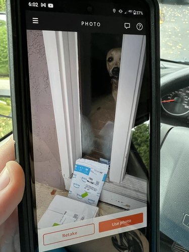 delivery person captures dog in photo confirmation.
