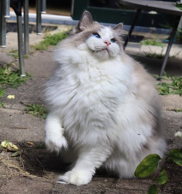a photo of a fluffy white and gray cat.