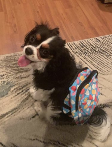 A happy dog with their tongue out is wearing a colorful backpack.